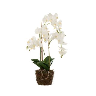 Sztuczny Storczyk biały w ziemi 75 cm