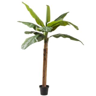 Roślina dekoracyjna Bananowiec 190cm