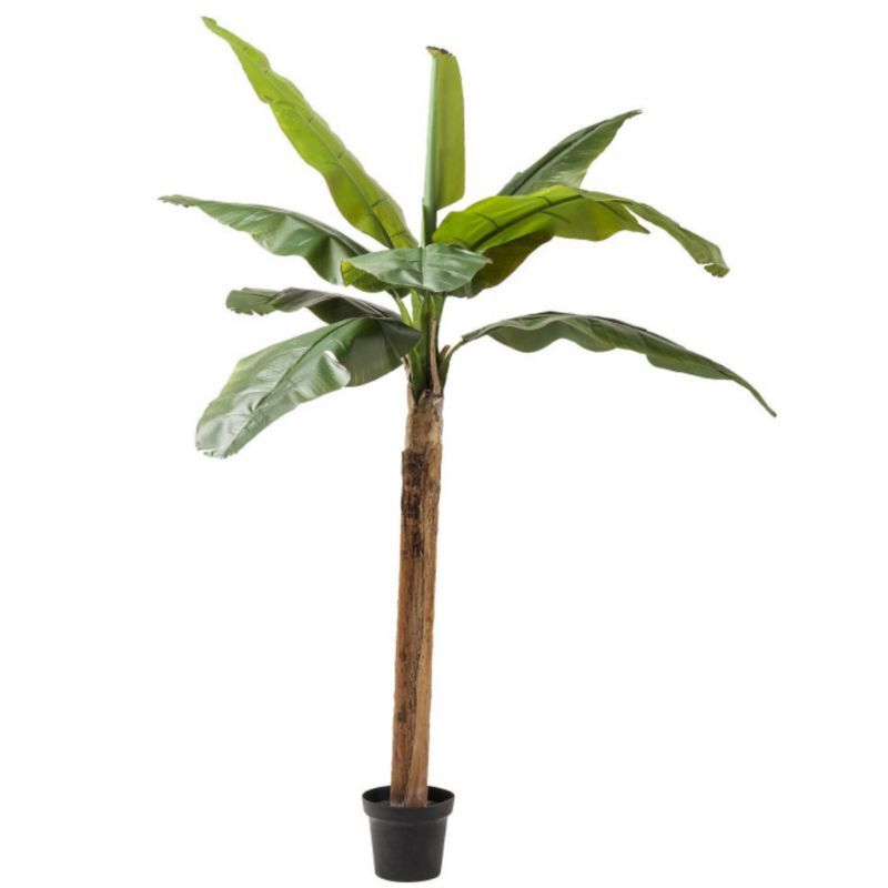 Roślina dekoracyjna Bananowiec 190cm